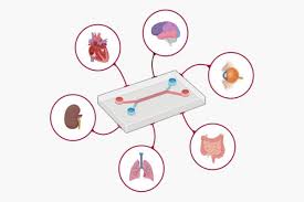 Organ-on-a-chip